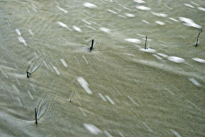 High angle view of small wood are standing in the water and making the ripples.