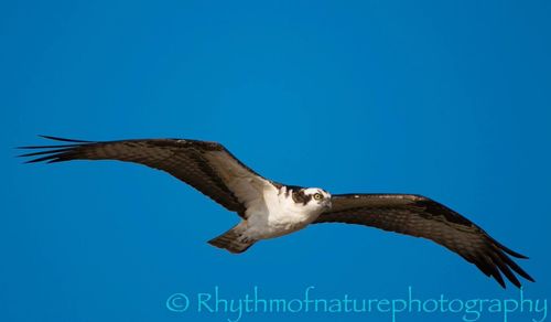 Seagull flying against clear sky