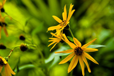 Close-up of yellow flower blooming outdoors