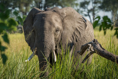 Close-up portrait of african elephant walking in forest