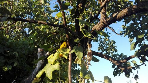 Low angle view of fruits hanging on tree against sky