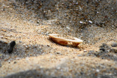 Close-up of shell on sand
