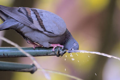 Pigeon drinking water on a hot day