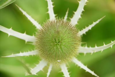 Close-up of thistle flower