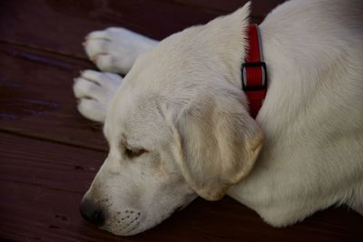 Labrador retriever puppies