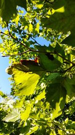 Low angle view of tree