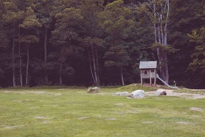 View of trees on field