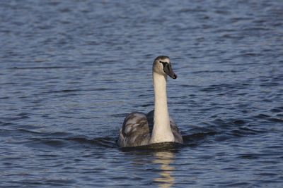 Duck swimming in lake