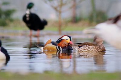 Ducks in a lake