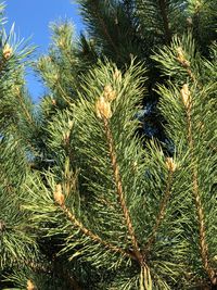 Low angle view of pine tree