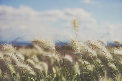 Close-up of plants on field against sky