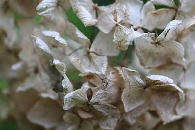 Close-up of dried leaves on plant