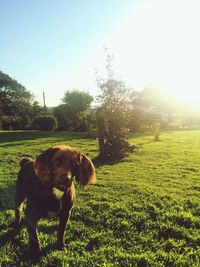 Dog standing on grassy field