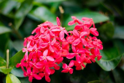 Close-up of pink flowers