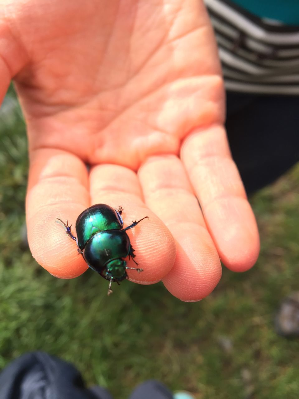 one animal, person, animals in the wild, close-up, wildlife, holding, focus on foreground, insect, human finger, day, outdoors, zoology, nature, tiny