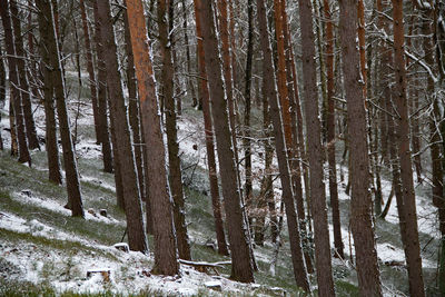 Close-up of pine trees in forest