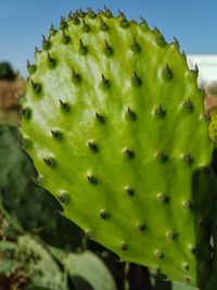 Close-up of food