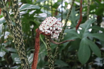 Close-up of flowering plant