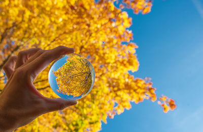 Close-up of hand holding crystal ball against tree and sky