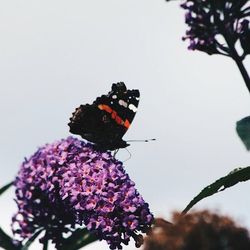 Close-up of butterfly on flower