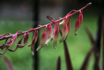 Close-up of pink flowering plant