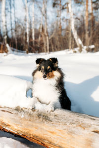 Portrait of dog on snow covered field