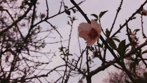 Close-up of pink flowers