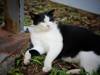 Close-up of cat sitting outdoors