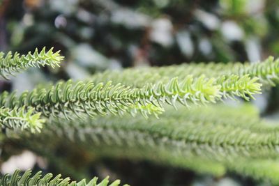 Close-up of pine tree