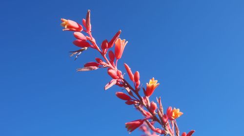 Low angle view of flowering plant against clear blue sky