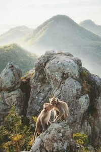 Monkeys on a mountain