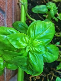 Close-up of fresh green plant