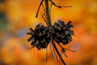 Shot of pine cone against blurred background in autumn