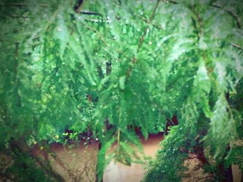 Full frame shot of water drops on plants