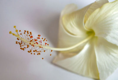 Close up of yellow flower