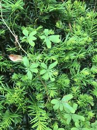 High angle view of plants growing on field