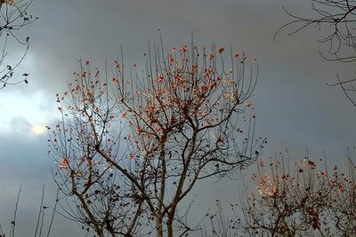 Low angle view of bird on tree against sky