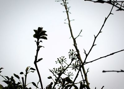 Low angle view of leaves against clear sky