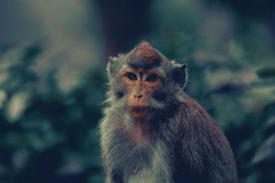 Close-up portrait of monkey sitting outdoors