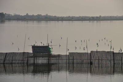 Flock of birds in lake