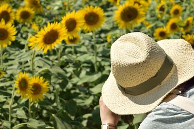 Close-up of sunflowers on field