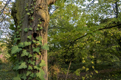 Low angle view of trees growing in forest