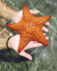 Midsection of person holding orange starfish over sea