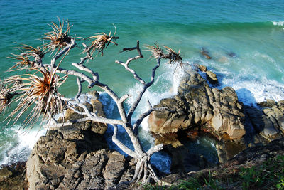 Close-up of lizard on rock by sea