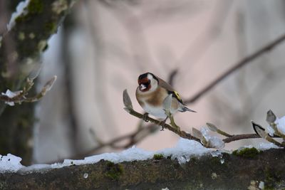 Goldfinch perching on branch during winter