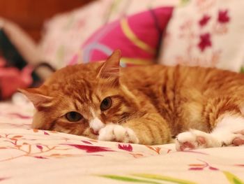 Close-up of a cat resting on bed