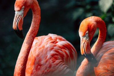 Close-up of flamingo