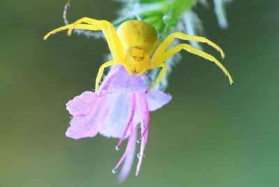 Close-up of insect on yellow flower