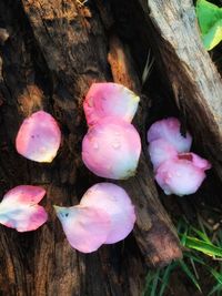 Close-up of pink roses on tree trunk