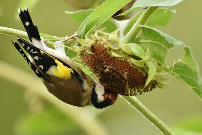 Close-up of insect on plant